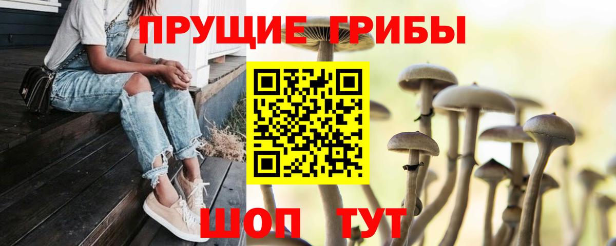 Галлюциногенные грибы Psilocybine cubensis Черняховск